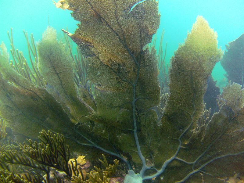 La Playita Diving Spot Las Galeras Samana